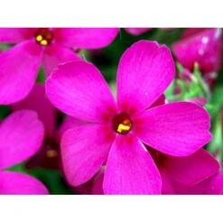 Pudefloks 'Crackerjack' Phlox Douglasii Hybrid 'Crackerjack' 10 Cm. Potte -Osmo Salgsbutik mi13144 phlox douglasii crackerjack ea95