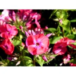 Høstfloks Phlox Paniculata 'Coral Flame' 1 Liter Potte -Osmo Salgsbutik mi13175 phlox paniculata coral flame 67d1