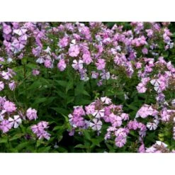 Høstfloks 'Amethyst' Phlox Paniculata 'Amethyst' Bakke Med 12 Stk. -Osmo Salgsbutik mi13195 phlox paniculata lyslilla 22b2