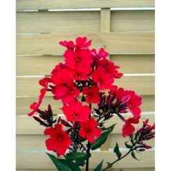 Høstfloks 'Orange Perfection' Phlox Paniculata 'Orange Perfection' 9 Cm. Potte -Osmo Salgsbutik mi13199 phlox paniculata orangeroed b060