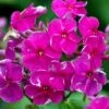 Høstfloks Phlox Paniculata 'Purple Flame' 1 Liter Potte -Osmo Salgsbutik mi13206 phlox paniculata purple flame 28f0