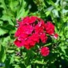 Høstfloks Phlox Paniculata 'Red Riding Hood' 3,5 Liter Potte -Osmo Salgsbutik mi13208 phlox paniculata red riding hood c333
