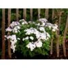 Høstfloks Phlox Paniculata 'White Eye Flame' 1 Liter Potte -Osmo Salgsbutik mi13225 phlox paniculata white eye flame 4212