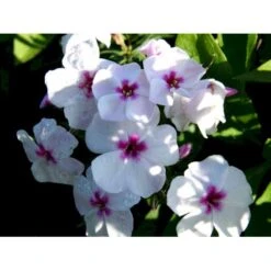 Høstfloks Phlox Paniculata 'White Eye Flame' 1 Liter Potte -Osmo Salgsbutik mi13225 phlox paniculata white eye flame f45e
