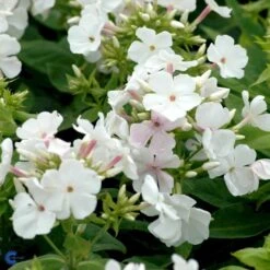 Høstfloks 'White Flame' Phlox Paniculata 'White Flame' 1 Liter Potte -Osmo Salgsbutik mi13226 phlox paniculata white flame 3a7d