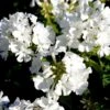 Høstfloks 'White Flame' Phlox Paniculata 'White Flame' 1 Liter Potte
