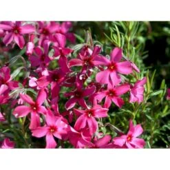 Lyngfloks Phlox Subulata 'Scarlet Flame' 10 Cm. Potte -Osmo Salgsbutik mi13255 phlox subulata roed 4689