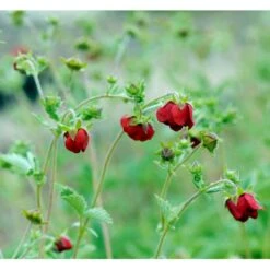 Rød Staudepotentil Potentilla Atrosanguinea Rot 1 Liter Potte -Osmo Salgsbutik mi13375 potentilla atrosanguinea red 5807