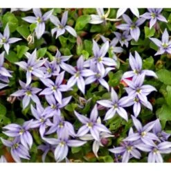 Blåkryb Pratia Pedunculata 'Country Park' 10 Cm. Potte