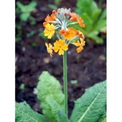Etageprimula Primula Bulleesiana 9 Cm. Potte -Osmo Salgsbutik mi13413 primula bulleesiana 743f