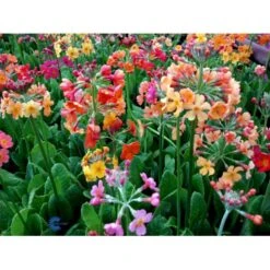 Etageprimula Primula Bulleesiana 9 Cm. Potte -Osmo Salgsbutik mi13413 primula bulleesiana b503