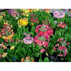 Etageprimula Primula Bulleesiana 9 Cm. Potte -Osmo Salgsbutik mi13413 primula bulleesiana d8aa