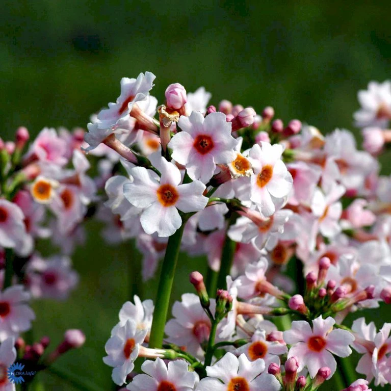 Japansk Primula Primula Japonica 'Apple Blossom' 1 Liter Potte 3 Japansk Primula Primula Japonica 'Apple Blossom' 1 Liter Potte