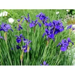 Sibirisk Iris 'Caesar's Brother' Iris Sibirica 'Caesar's Brother' 1 Liter Potte -Osmo Salgsbutik mi1344 iris sibirica caesar s brother 6926