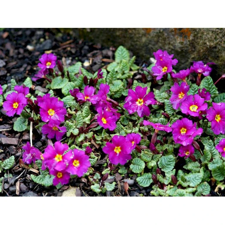 Pudeprimula Primula Juliae Hybrid 'Wanda' 1 Liter Potte 7 Pudeprimula Primula Juliae Hybrid 'Wanda' 1 Liter Potte - Billede 5