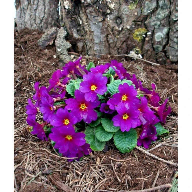 Pudeprimula Primula Juliae Hybrid 'Wanda' 1 Liter Potte 6 Pudeprimula Primula Juliae Hybrid 'Wanda' 1 Liter Potte - Billede 4