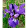 Sibirisk Iris 'Heavenly Blue' Iris Sibirica 'Heavenly Blue' 1 Liter Potte -Osmo Salgsbutik mi1345 iris sibirica heavenly blue a59b