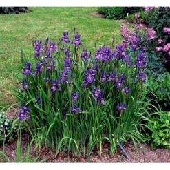Sibirisk Iris 'Heavenly Blue' Iris Sibirica 'Heavenly Blue' 1 Liter Potte -Osmo Salgsbutik mi1345 iris sibirica heavenly blue c99b
