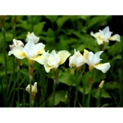 Sibirisk Iris 'Snow Queen' Iris Sibirica 'Snow Queen' 1 Liter Potte 10 Sibirisk Iris 'Snow Queen' Iris Sibirica 'Snow Queen' 1 Liter Potte -Osmo Salgsbutik mi1349 iris sibirica snow queen 4c10