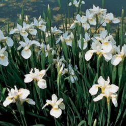 Sibirisk Iris 'Snow Queen' Iris Sibirica 'Snow Queen' 1 Liter Potte 11 Sibirisk Iris 'Snow Queen' Iris Sibirica 'Snow Queen' 1 Liter Potte -Osmo Salgsbutik mi1349 iris sibirica snow queen 6056