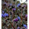 Plettet Lungeurt 'Blue Ensign' Pulmonaria Hybrid 'Blue Ensign' 1 Liter Potte -Osmo Salgsbutik mi13515 pulmonaria blue ensing f03a