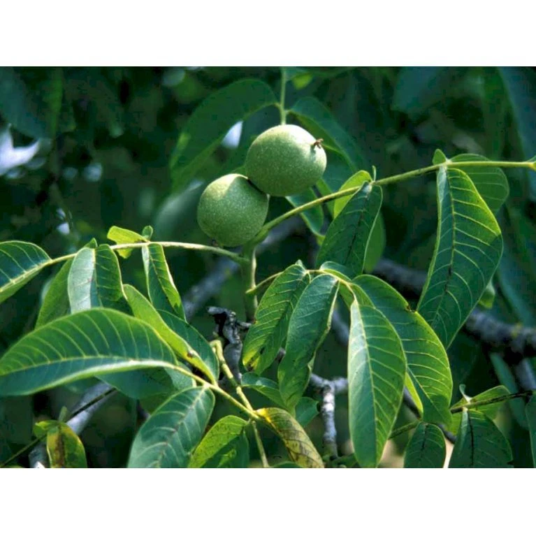 Almindelig Valnød Juglans Regia Heister 200-250 Cm. Med Potte 8 Almindelig Valnød Juglans Regia Heister 200-250 Cm. Med Potte - Billede 6