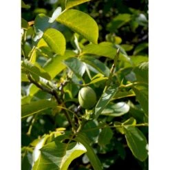 Almindelig Valnød Juglans Regia Heister 200-250 Cm. Med Potte 18 Almindelig Valnød Juglans Regia Heister 200-250 Cm. Med Potte -Osmo Salgsbutik mi1351 juglans regia 5cb9