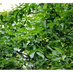 Almindelig Valnød Juglans Regia Heister 200-250 Cm. Med Potte 15 Almindelig Valnød Juglans Regia Heister 200-250 Cm. Med Potte -Osmo Salgsbutik mi1351 juglans regia ab6e