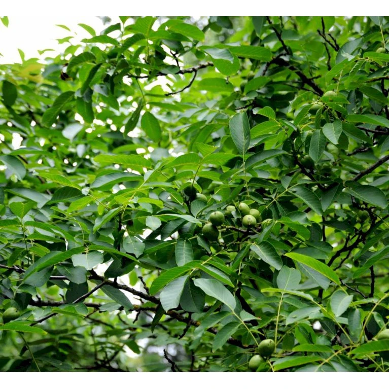 Almindelig Valnød Juglans Regia Heister 200-250 Cm. Med Potte 7 Almindelig Valnød Juglans Regia Heister 200-250 Cm. Med Potte - Billede 5