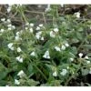 Lungeurt Pulmonaria Officinalis 'Sissinghurst White' 1 Liter Potte -Osmo Salgsbutik mi13525 pulmonaria off sissinghurst white 0dc7