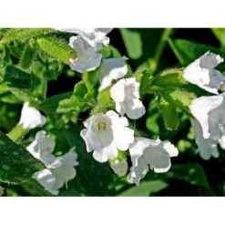 Lungeurt Pulmonaria Officinalis 'Sissinghurst White' 1 Liter Potte -Osmo Salgsbutik mi13525 pulmonaria off sissinghurst white 9ab3