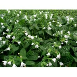 Lungeurt Pulmonaria Officinalis 'Sissinghurst White' 1 Liter Potte -Osmo Salgsbutik mi13525 pulmonaria off sissinghurst white 9d89