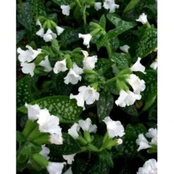Lungeurt Pulmonaria Officinalis 'Sissinghurst White' 1 Liter Potte -Osmo Salgsbutik mi13525 pulmonaria off sissinghurst white ae01