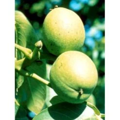 Almindelig Valnød Juglans Regia Heister 200-250 Cm. Med Potte 19 Almindelig Valnød Juglans Regia Heister 200-250 Cm. Med Potte -Osmo Salgsbutik mi1360 juglans nigra 840b