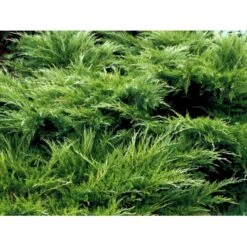 Kinesisk Enebær 'Mint Julep' Juniperus Chinensis 'Mint Julep' Potte 2,0 Liter,- 20-25 Cm. -Osmo Salgsbutik mi1363 juniperus chinensis mint julep 13cc