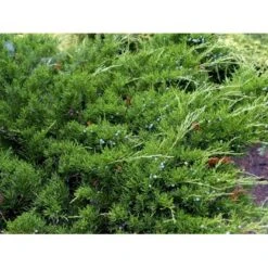 Kinesisk Enebær 'Mint Julep' Juniperus Chinensis 'Mint Julep' Potte 2,0 Liter,- 20-25 Cm. -Osmo Salgsbutik mi1363 juniperus chinensis mint julep f0a4