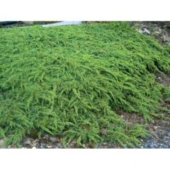 Almindelig Enebær 'Green Carpet' Juniperus Communis 'Green Carpet' Potte 2,0 Liter,- 20-25 Cm. -Osmo Salgsbutik mi1368 juniperus communis green carpet 06c5
