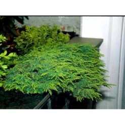 Almindelig Enebær 'Green Carpet' Juniperus Communis 'Green Carpet' Potte 2,0 Liter,- 20-25 Cm. -Osmo Salgsbutik mi1368 juniperus communis green carpet 0f34