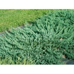 Almindelig Enebær 'Green Carpet' Juniperus Communis 'Green Carpet' Potte 2,0 Liter,- 20-25 Cm. -Osmo Salgsbutik mi1368 juniperus communis green carpet 7c9f
