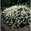 Allemand Stenbræk 'Alba' Saxifraga Arendsii 'Alba' 10 Cm. Potte -Osmo Salgsbutik mi13733 saxifraga arendsii hvid f9ab