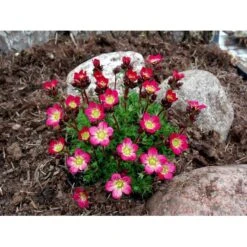 Mos-Stenbræk Saxifraga Arendsii-hybrid 'Peter Pan' 10 Cm. Potte 9 Mos-Stenbræk Saxifraga Arendsii-hybrid 'Peter Pan' 10 Cm. Potte -Osmo Salgsbutik mi13737 saxifraga arendsii peter pan 4325