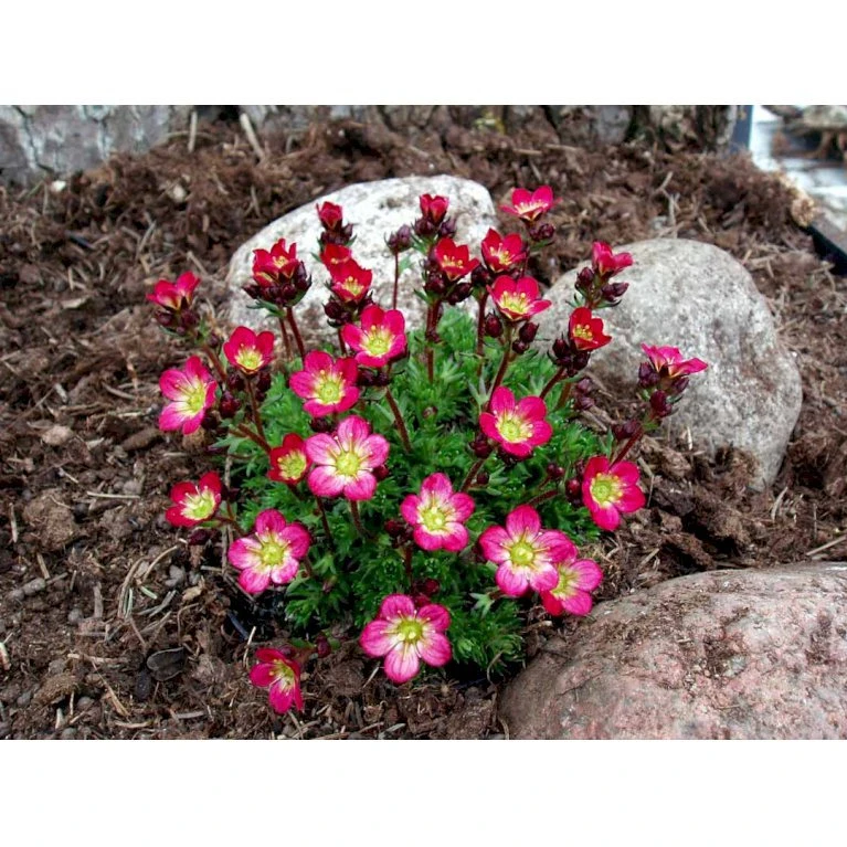 Mos-Stenbræk Saxifraga Arendsii-hybrid 'Peter Pan' 10 Cm. Potte 5 Mos-Stenbræk Saxifraga Arendsii-hybrid 'Peter Pan' 10 Cm. Potte - Billede 3