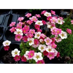 Mos-Stenbræk Saxifraga Arendsii-hybrid 'Peter Pan' 10 Cm. Potte 11 Mos-Stenbræk Saxifraga Arendsii-hybrid 'Peter Pan' 10 Cm. Potte -Osmo Salgsbutik mi13737 saxifraga arendsii peter pan 4eea