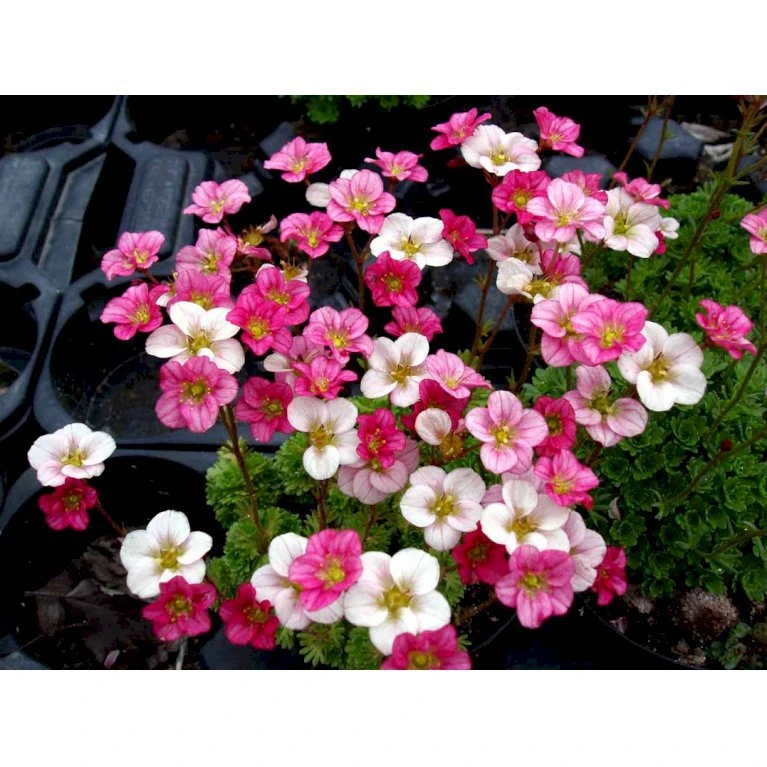 Mos-Stenbræk Saxifraga Arendsii-hybrid 'Peter Pan' 10 Cm. Potte 7 Mos-Stenbræk Saxifraga Arendsii-hybrid 'Peter Pan' 10 Cm. Potte - Billede 5