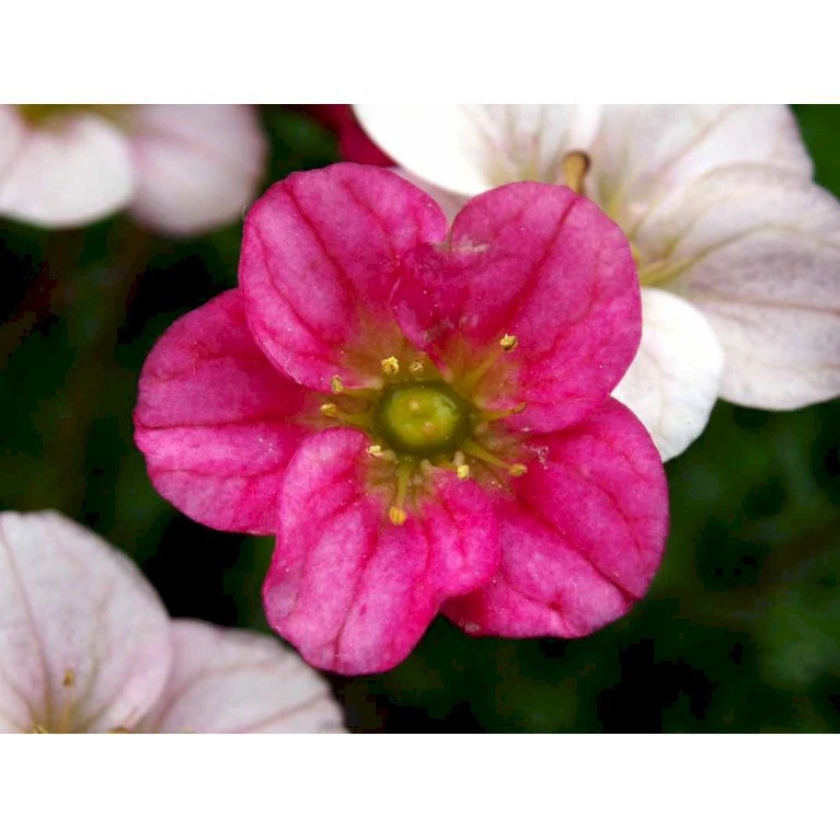 Mos-Stenbræk Saxifraga Arendsii-hybrid 'Peter Pan' 10 Cm. Potte 6 Mos-Stenbræk Saxifraga Arendsii-hybrid 'Peter Pan' 10 Cm. Potte - Billede 4