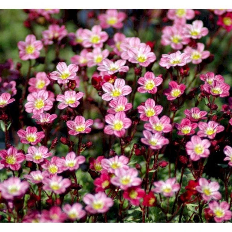 Mos-Stenbræk Saxifraga Arendsii-hybrid 'Peter Pan' 10 Cm. Potte 3 Mos-Stenbræk Saxifraga Arendsii-hybrid 'Peter Pan' 10 Cm. Potte
