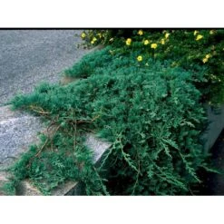 Krybende Enebær 'Wiltonii' Juniperus Horizontalis 'Wiltonii' Potte 3,0 Liter,- 25-30 Cm. -Osmo Salgsbutik mi1373 juniperus horiz wiltonii 74c4