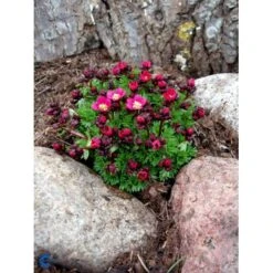 Mos-Stenbræk Saxifraga Arendsii 'Rosenzwerg' 10 Cm. Potte