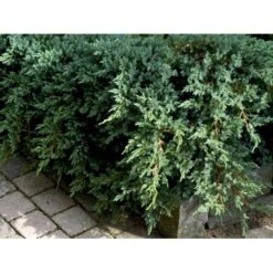 Lavtvoksende Blå Enebær 'Blue Carpet' Juniperus Squamata 'Blue Carpet' Potte 3,0 Liter,- 30-40 Cm. -Osmo Salgsbutik mi1374 juniperus squamata blue carpet 4f36