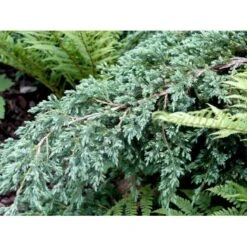 Lavtvoksende Blå Enebær 'Blue Carpet' Juniperus Squamata 'Blue Carpet' Potte 3,0 Liter,- 30-40 Cm. -Osmo Salgsbutik mi1374 juniperus squamata blue carpet c102